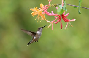 iStockphoto