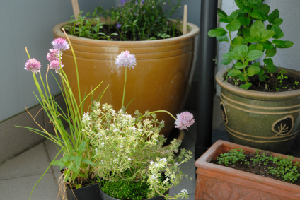 Herbes aromatiques ISTOCKPHOTO art-de-vivre