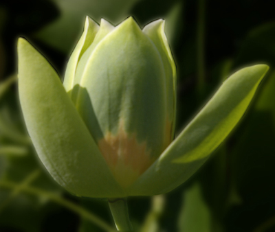 Fleur de Tulipier de Virginie (Lozère Wikipedia)
