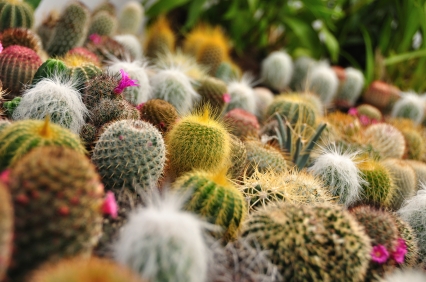 iStockphoto