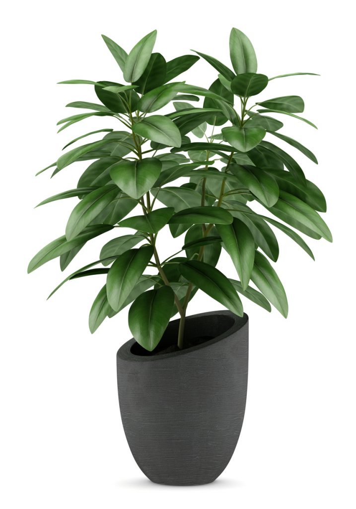 indoor plant