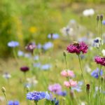 Honeybee on a purple cornflower bloom