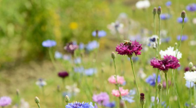 Honeybee on a purple cornflower bloom