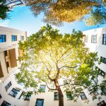 Green Tree Surounded by Residential Houses