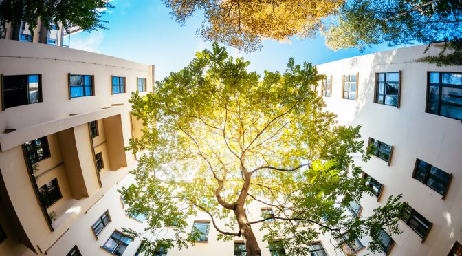 Green Tree Surounded by Residential Houses