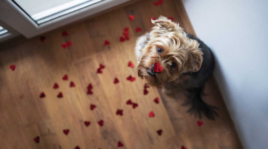Cute Dog With Red Heart On His Nose.