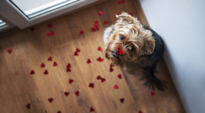 Cute Dog With Red Heart On His Nose.