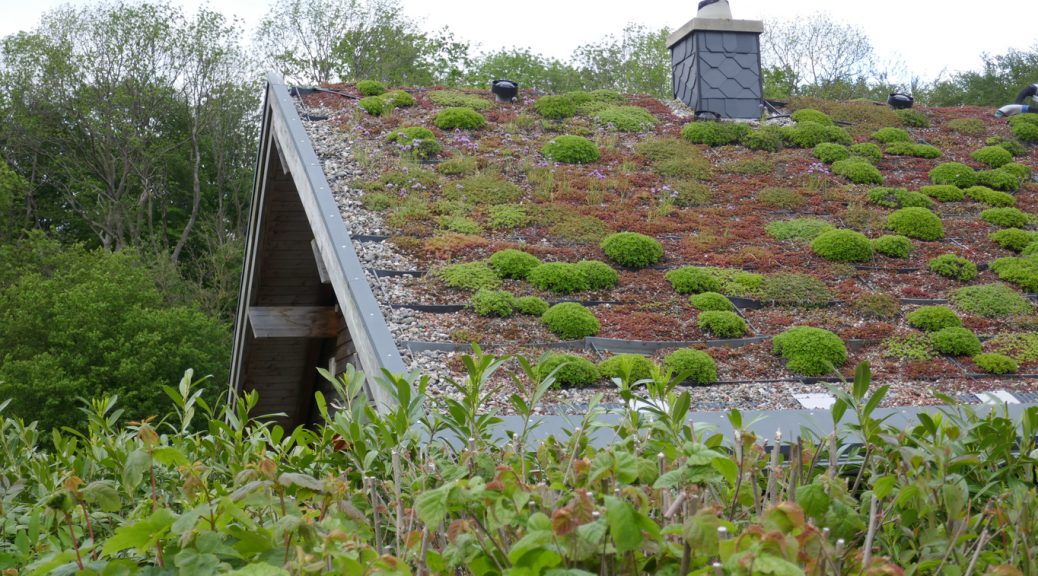 Green roof of an ecological house, energy-planted with grass and moss