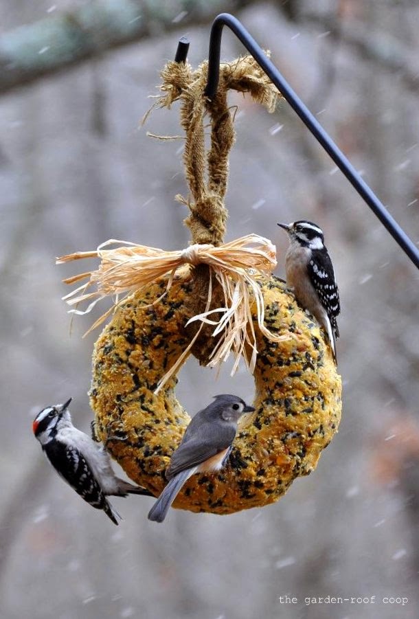 Graines pour oiseaux : que leur donner ?