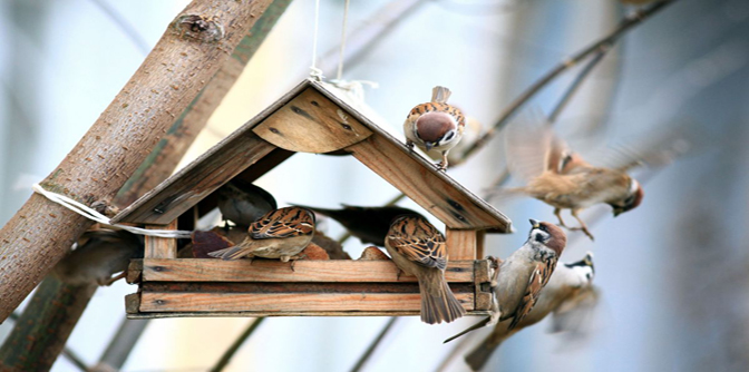 Quelles graines à donner pour quelles espèces d'oiseaux ?