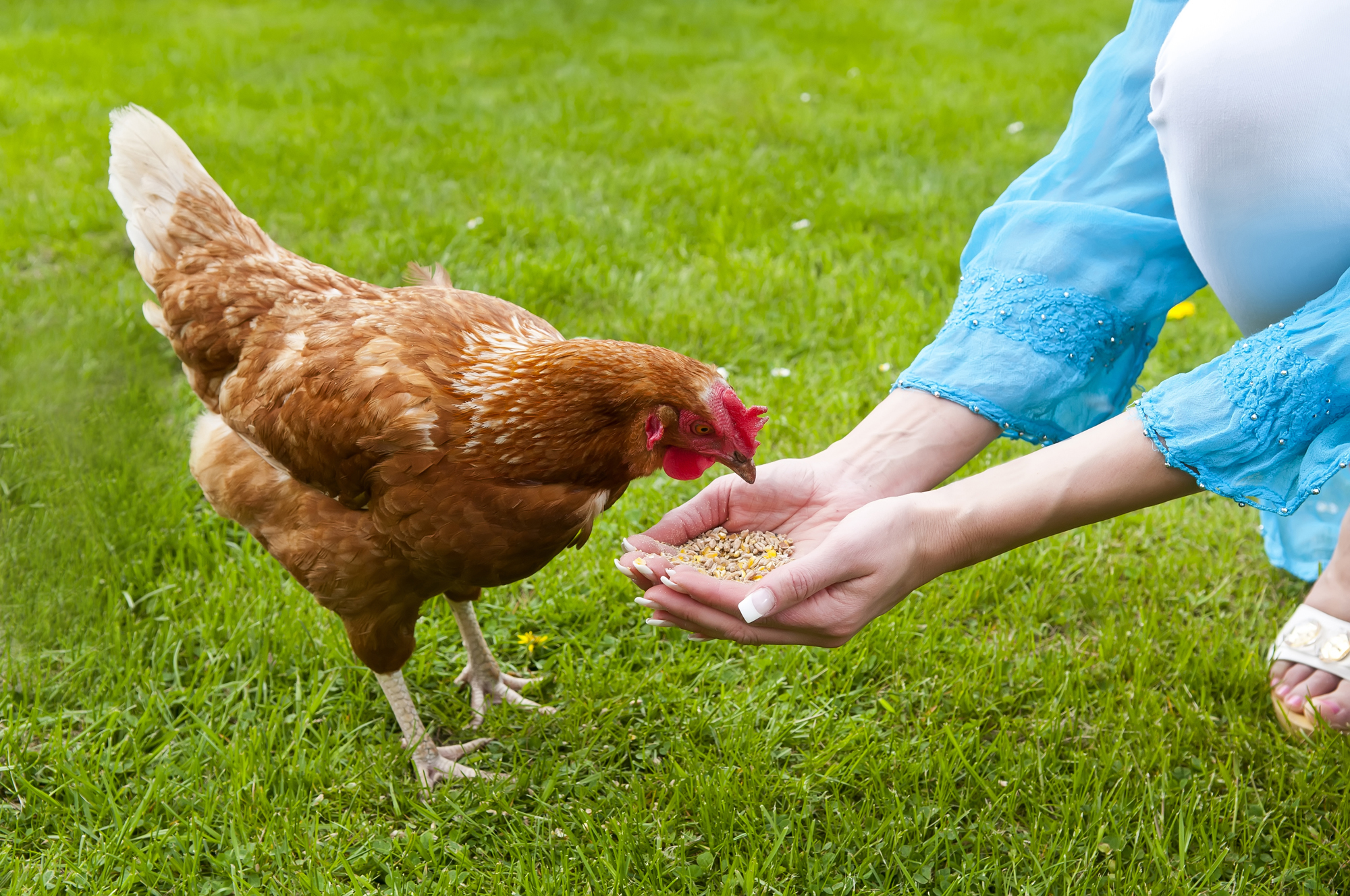 to allow their citizens to have some chickens in urbans areas.And if your e...